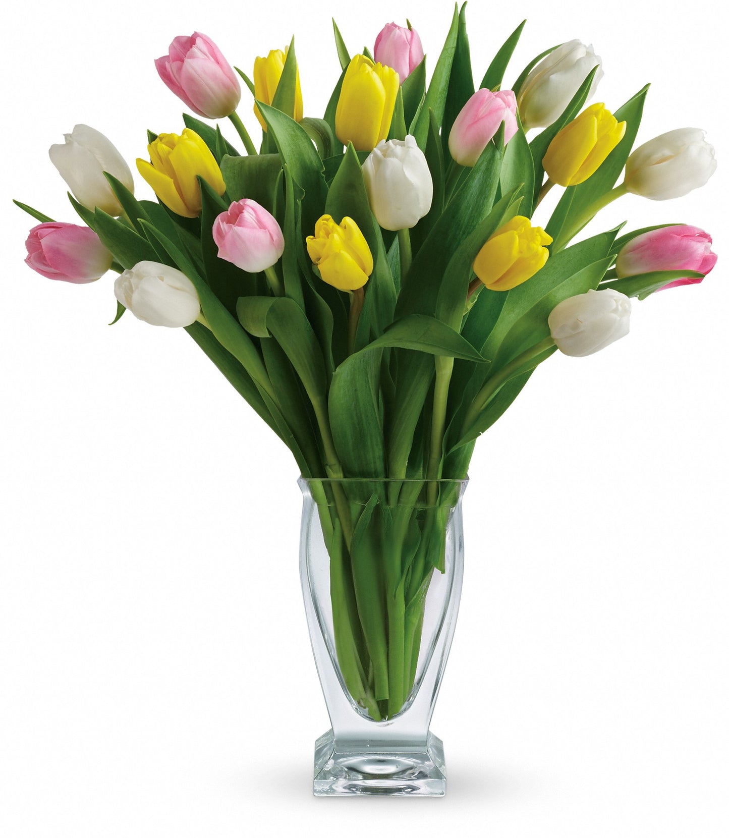 Tulip Treasure