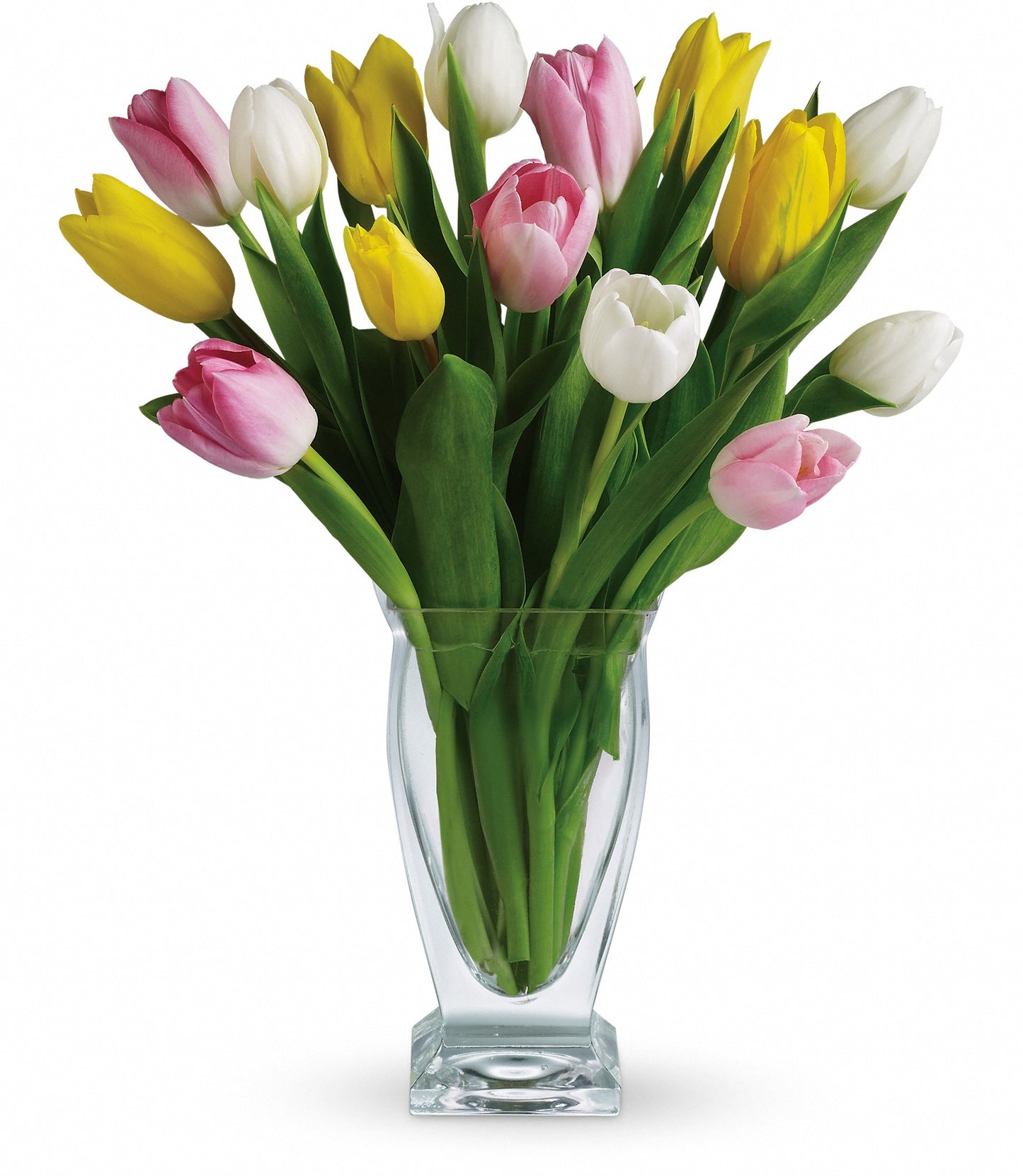 Tulip Treasure