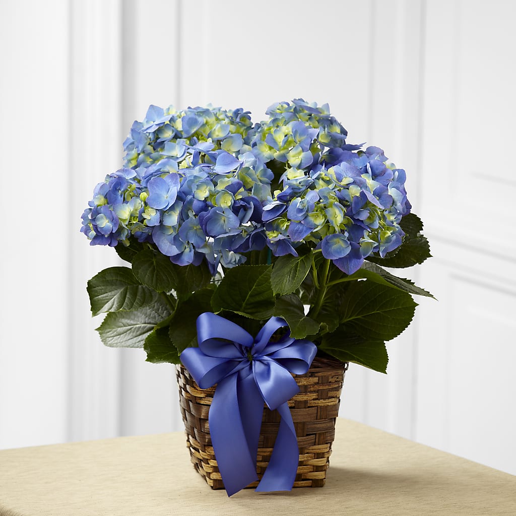 Blue Hydrangea Planter – Blossom Flowers West, El Paso TX