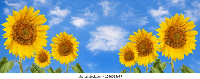 homepageBannerMetadata_Image_1750449019271.webp